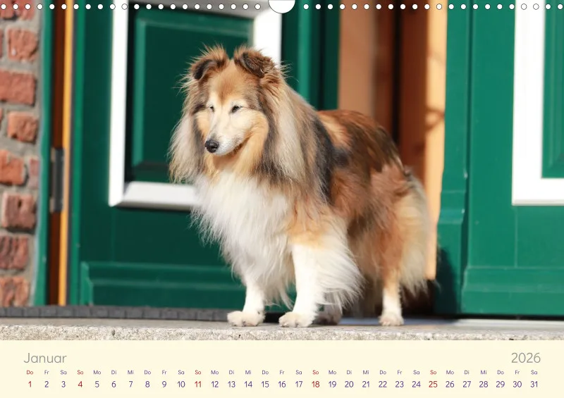 Shelties 2026
