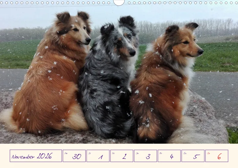 viele Shelties