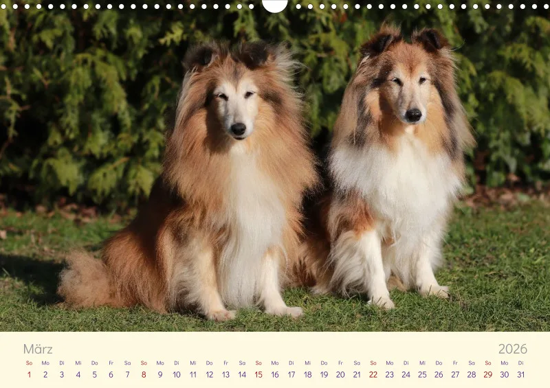 Shelties 2026