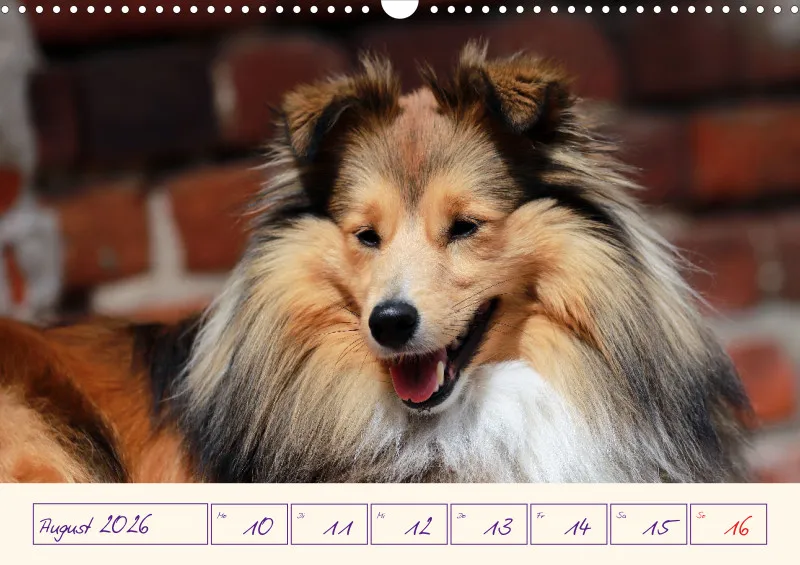 viele Shelties