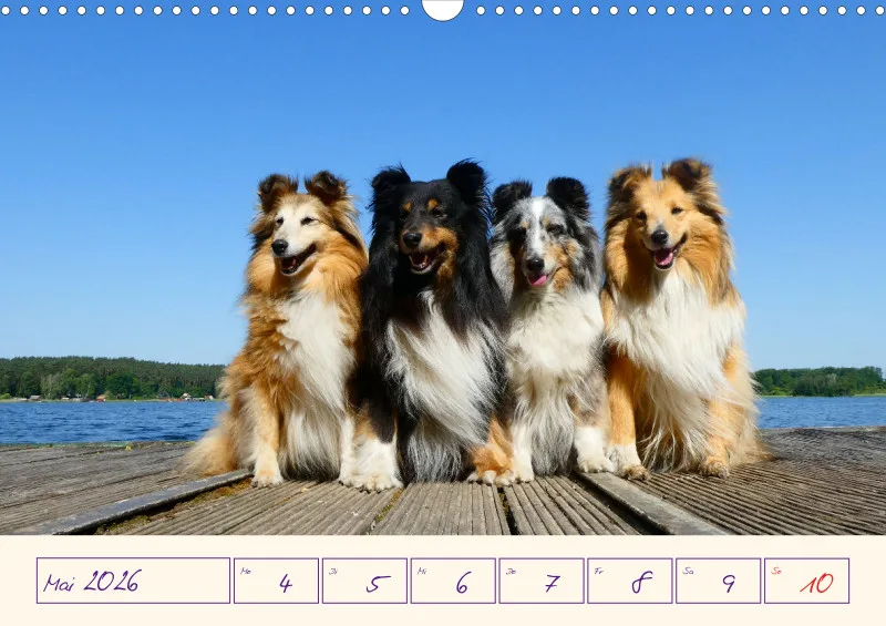 viele Shelties