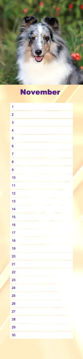 Geburtstagskalender Sheltie
