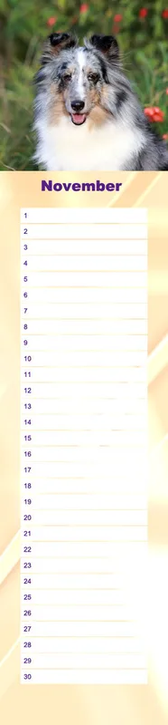 Geburtstagskalender Sheltie