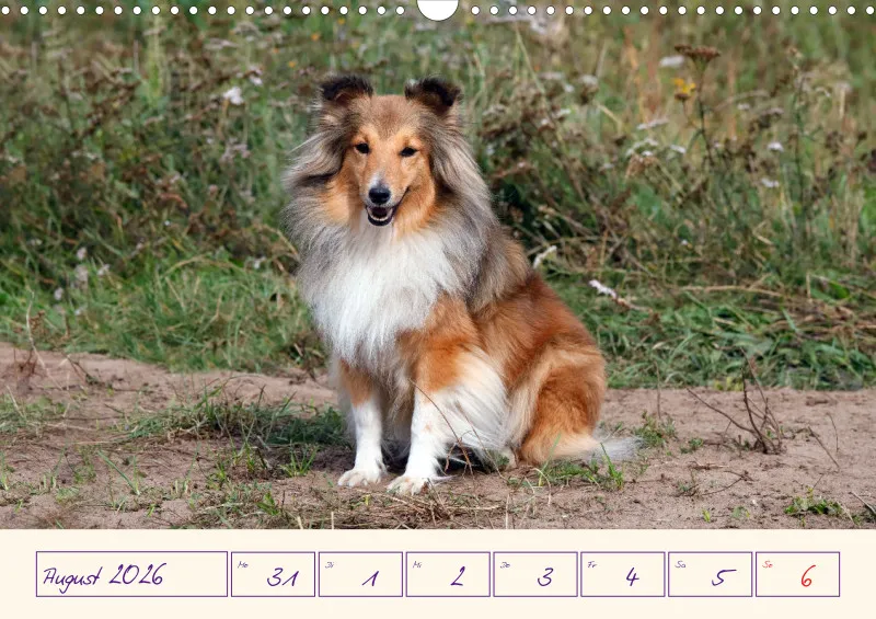 viele Shelties
