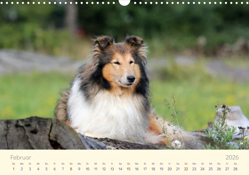 Collies 2026