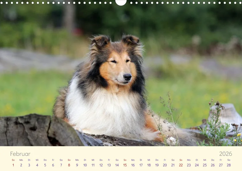 Collies 2026
