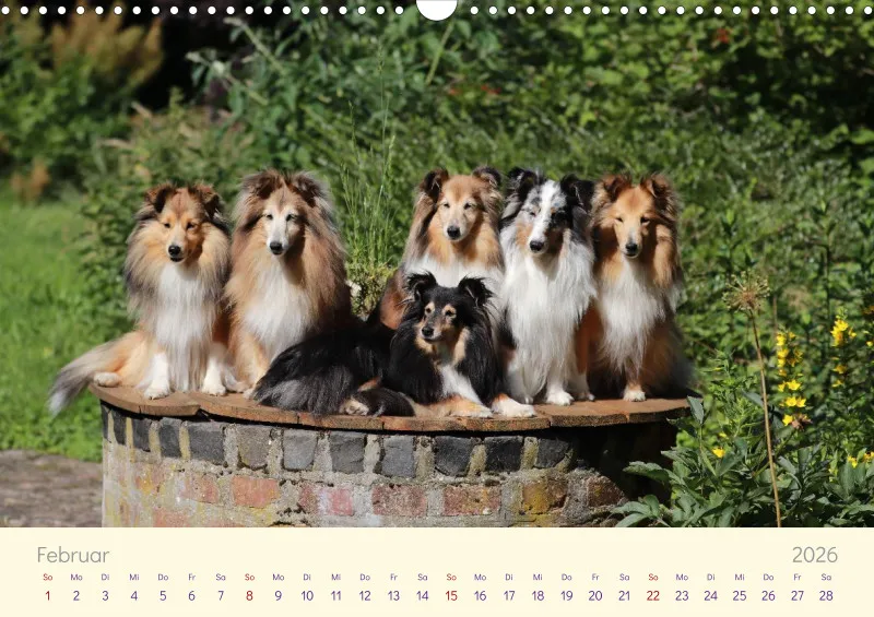 Shelties 2026