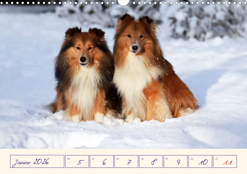 viele Shelties