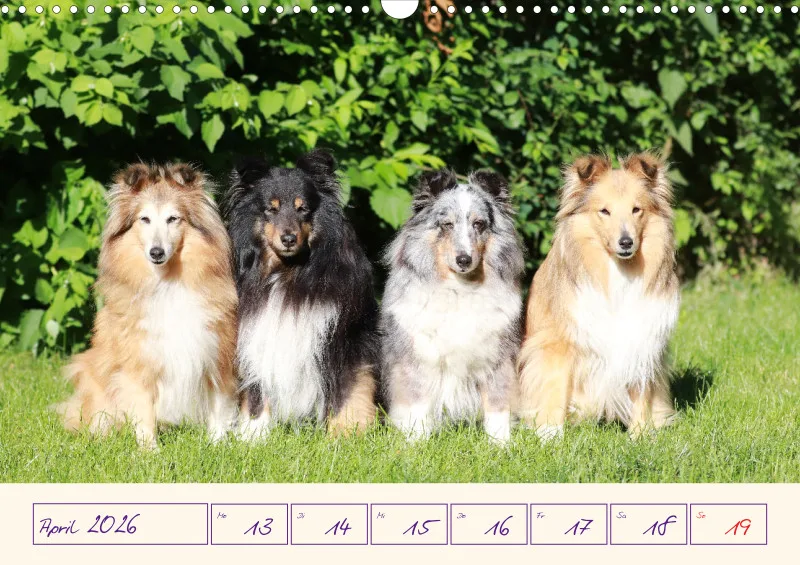 viele Shelties