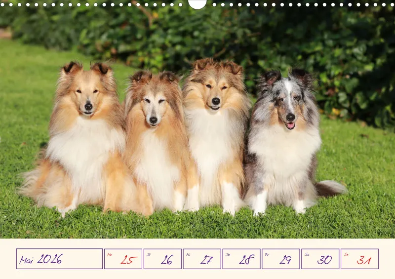 viele Shelties