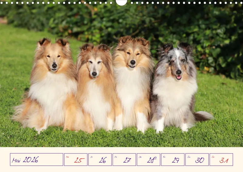 viele Shelties