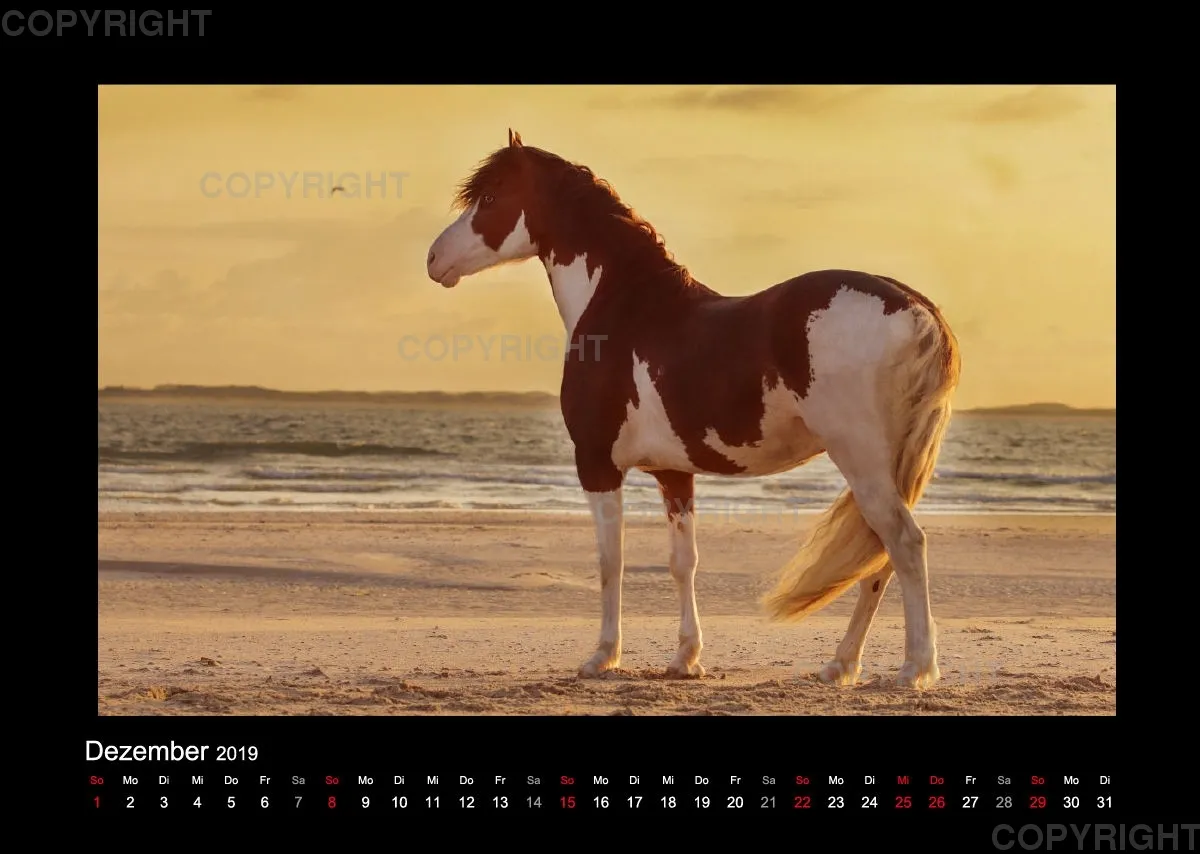 Equus et Aqua 2019 Vol.1