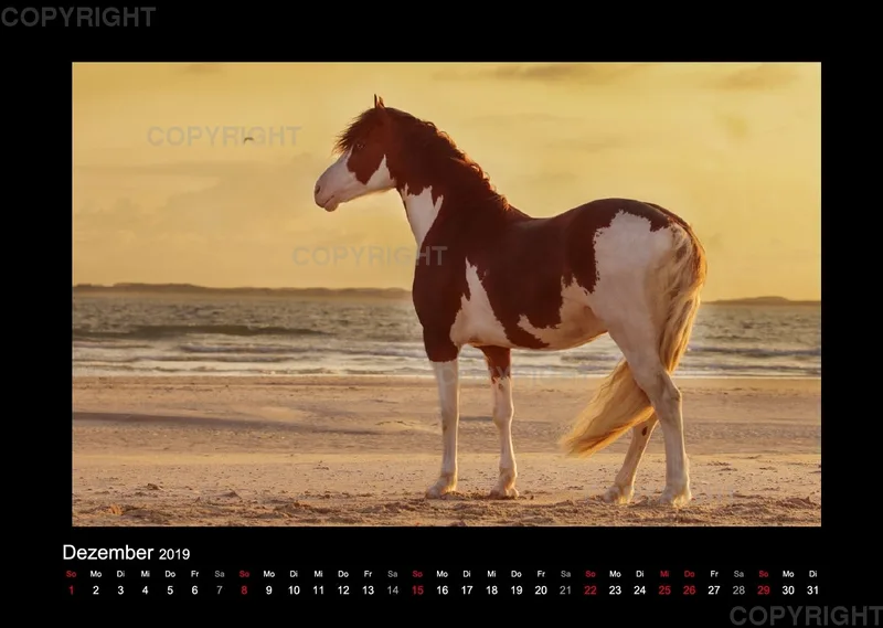 Equus et Aqua 2019 Vol.1