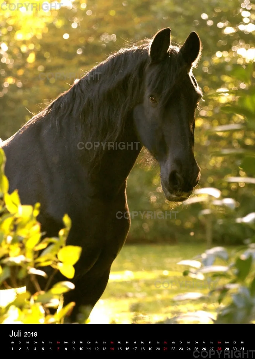 Pferde im Portrait 2019