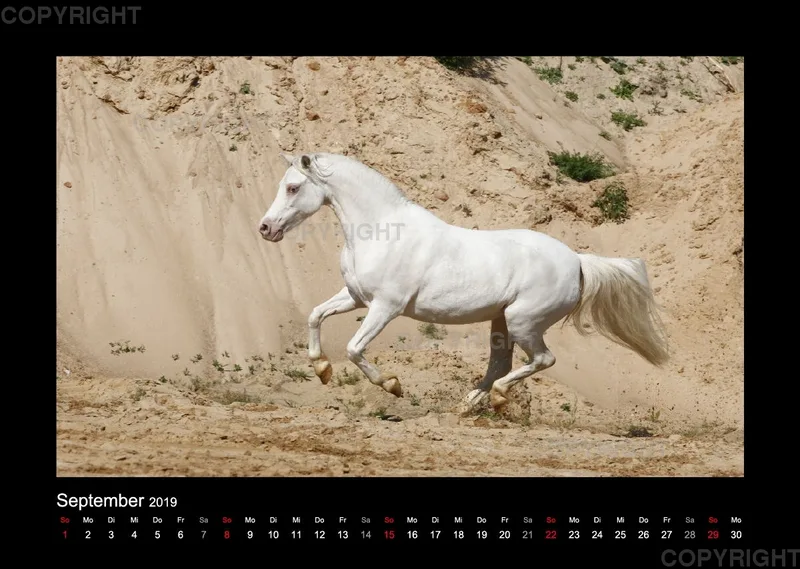 Equiner Spaß im Sand 2019