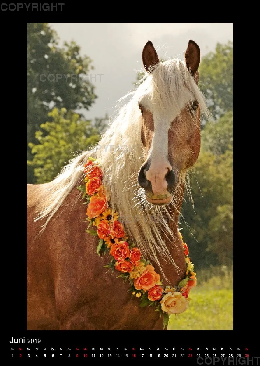 Equine Jewels 2019