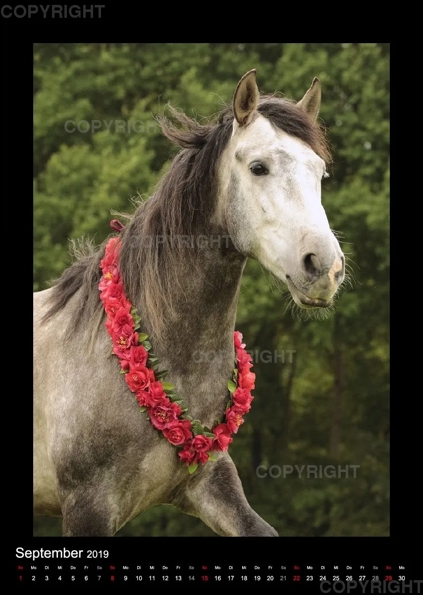Equine Jewels 2019