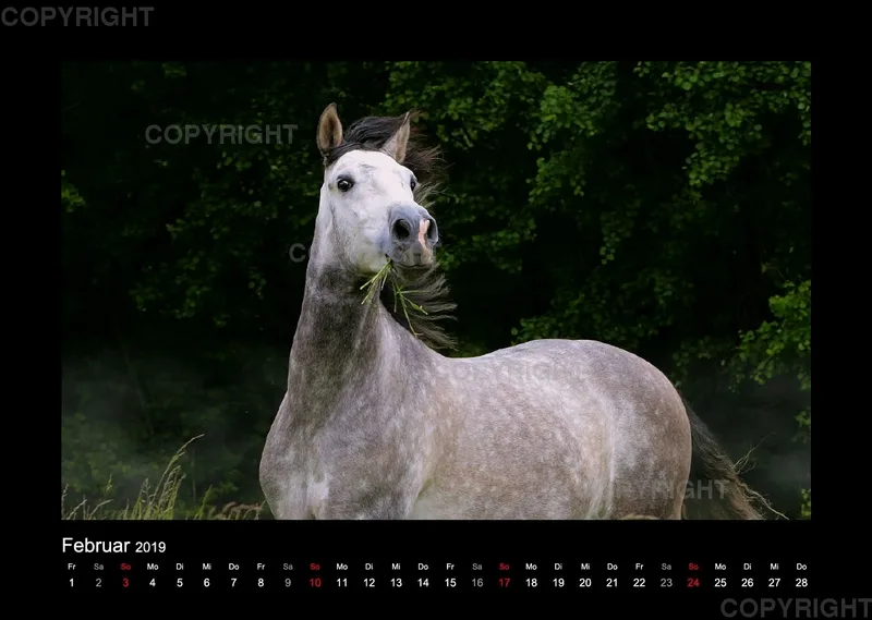 Magic Horses 2019