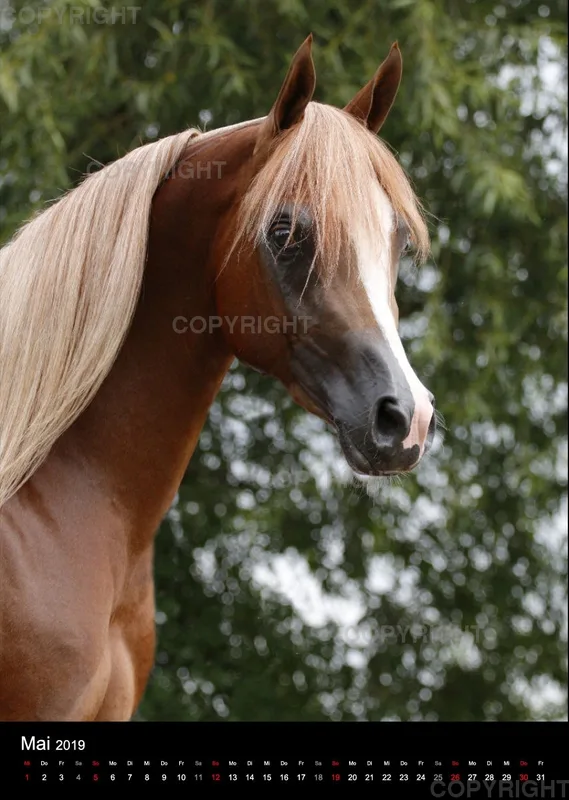 Pferde im Portrait 2019
