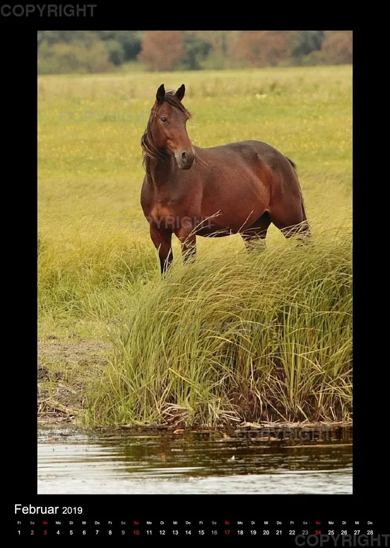 Equus et Aqua 2019 Vol.2