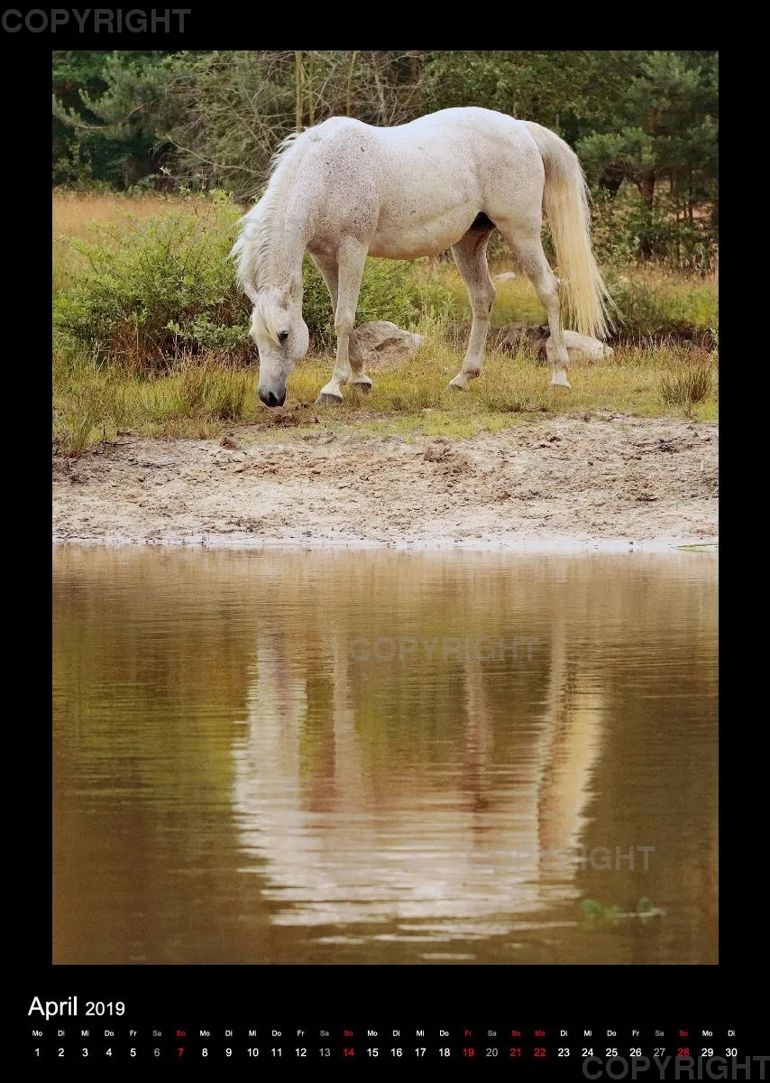 Equus et Aqua 2019 Vol.2