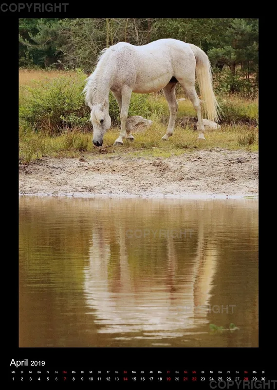 Equus et Aqua 2019 Vol.2