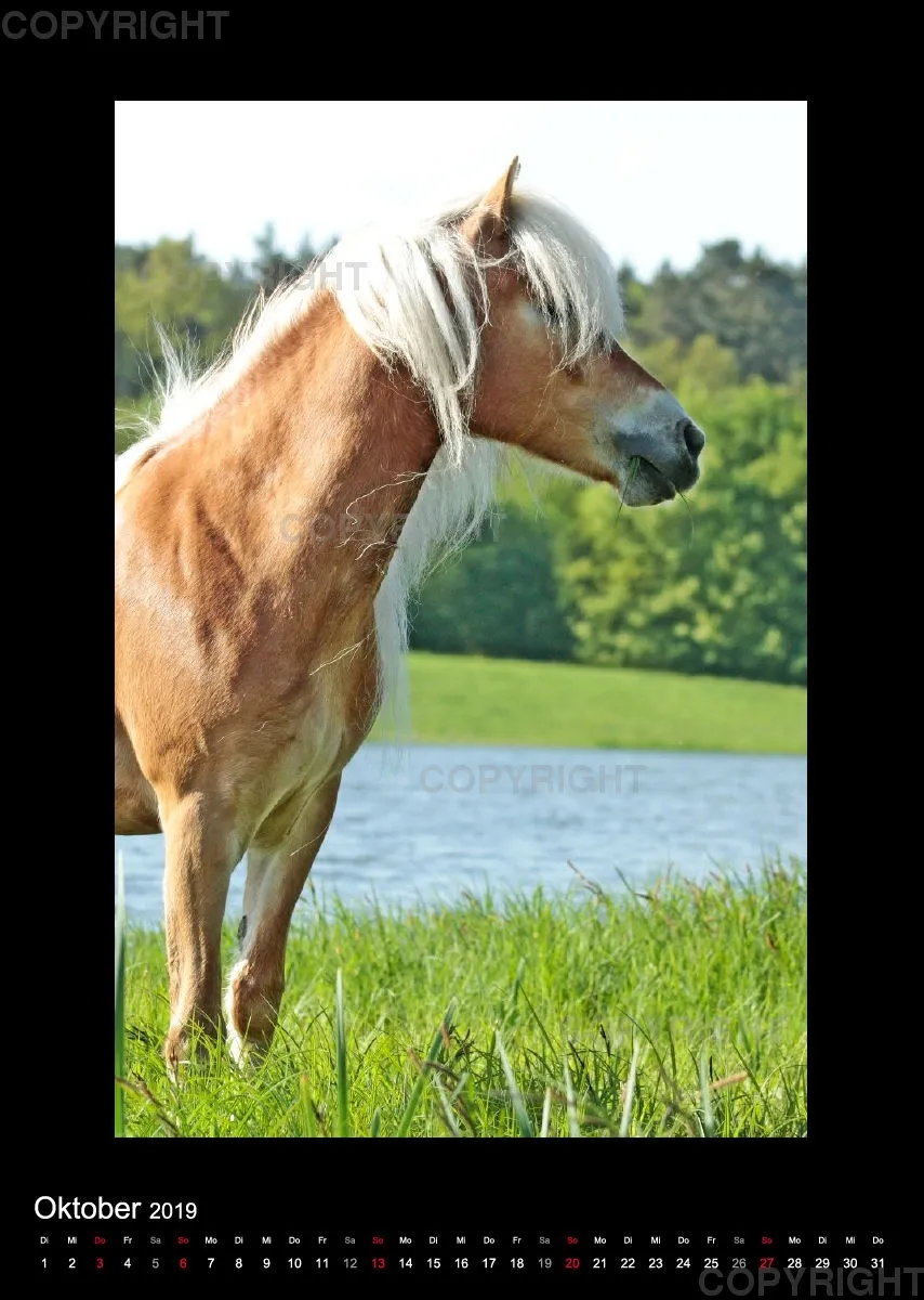 Equus et Aqua 2019 Vol.2