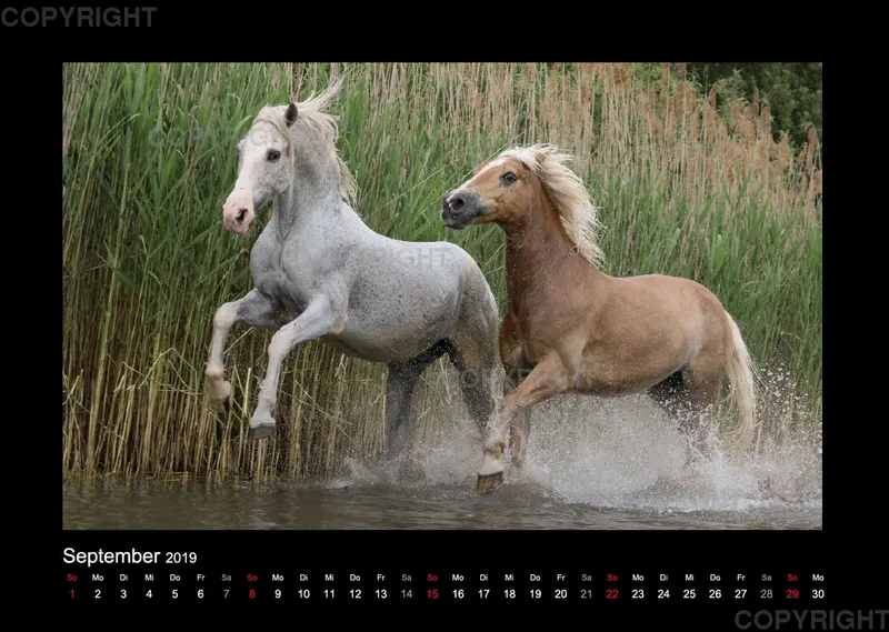Equus et Aqua 2019 Vol.1
