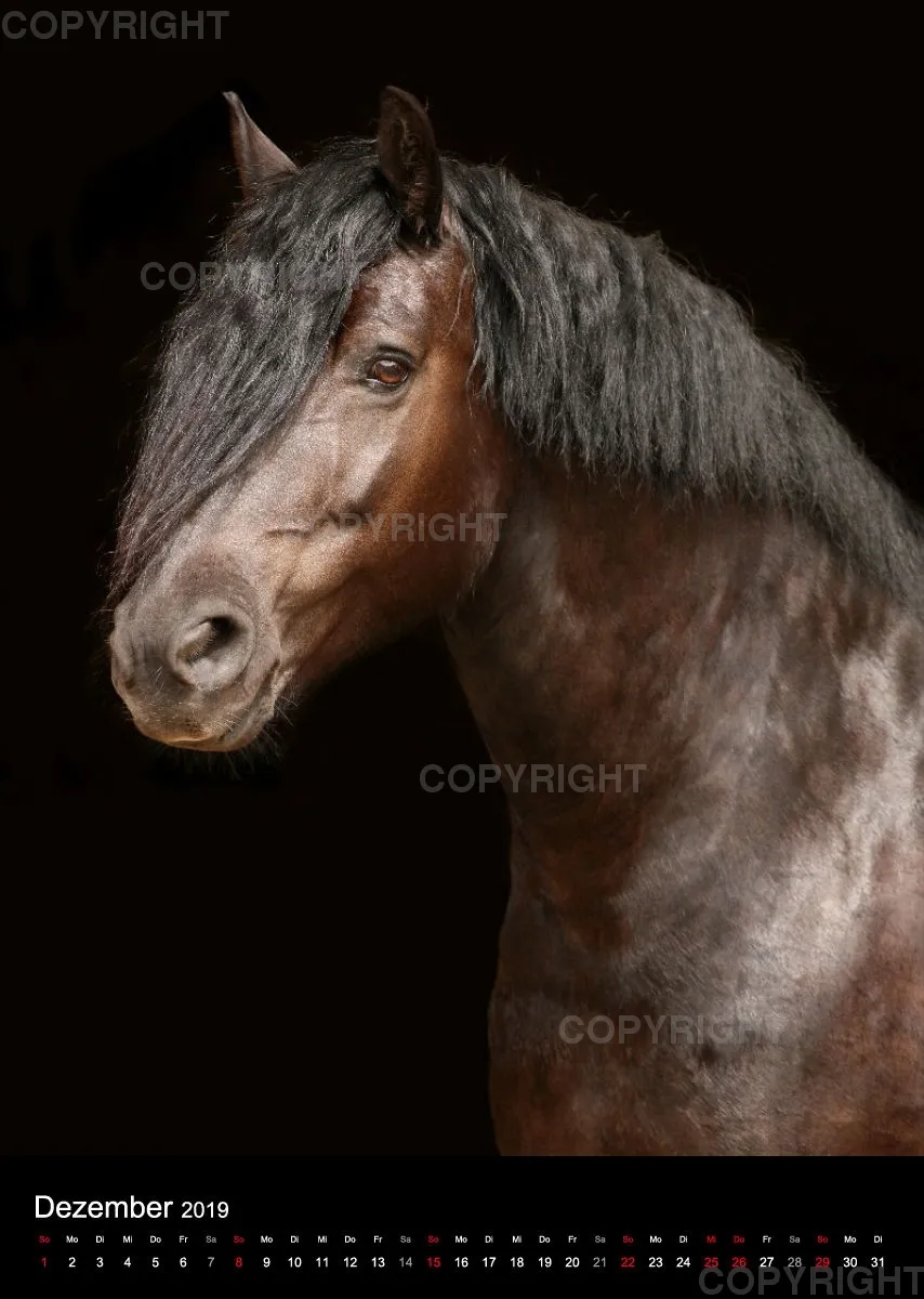 Pferde im Portrait 2019