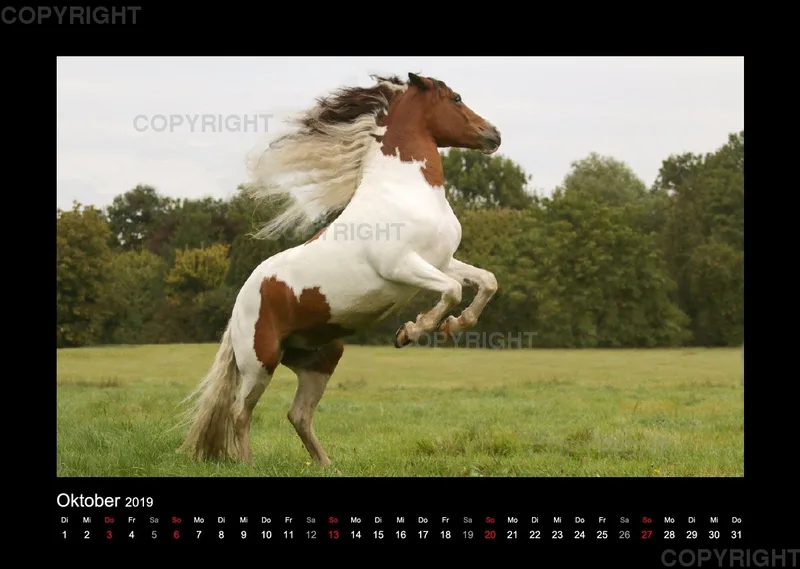 Magic Horses 2019