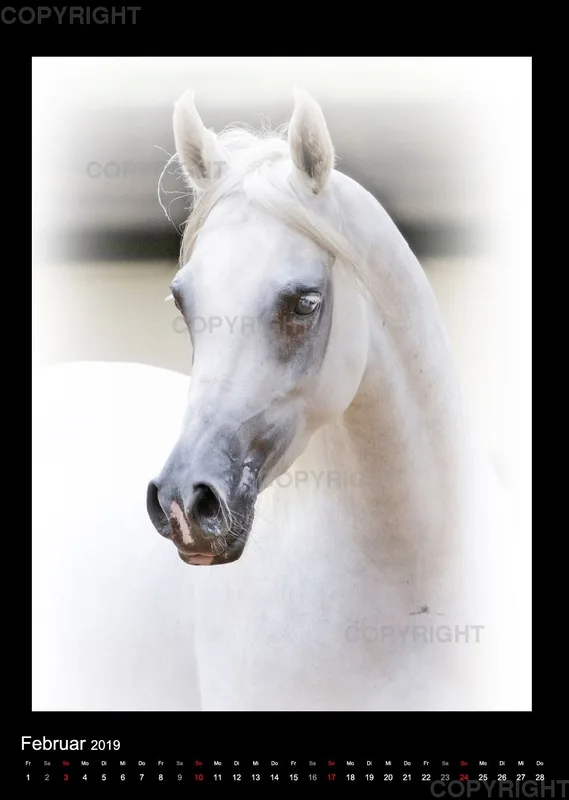 Arabian Dreams 2019 - Vol.2