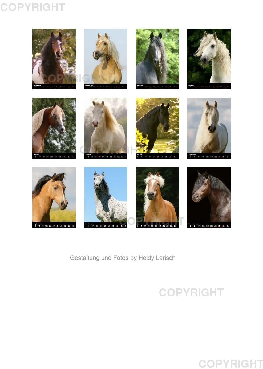 Pferde im Portrait 2019