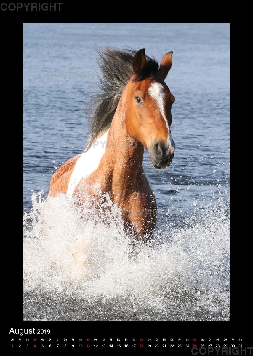 Equus et Aqua 2019 Vol.2