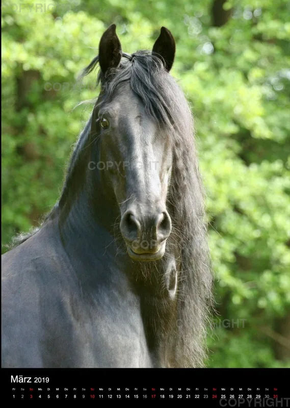 Pferde im Portrait 2019