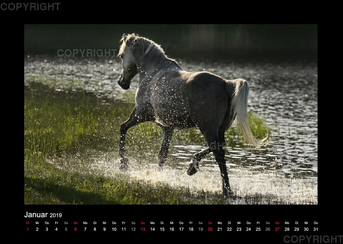 Equus et Aqua 2019 Vol.1