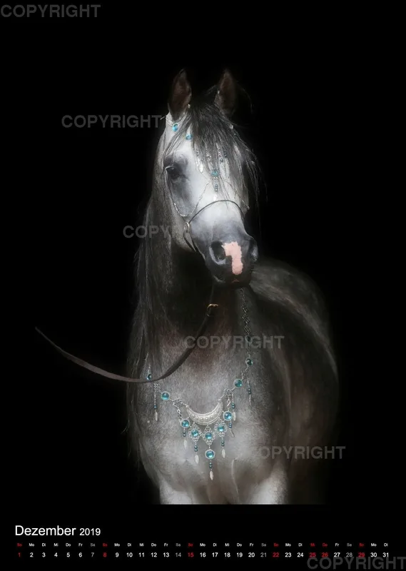 Equine Jewels 2019