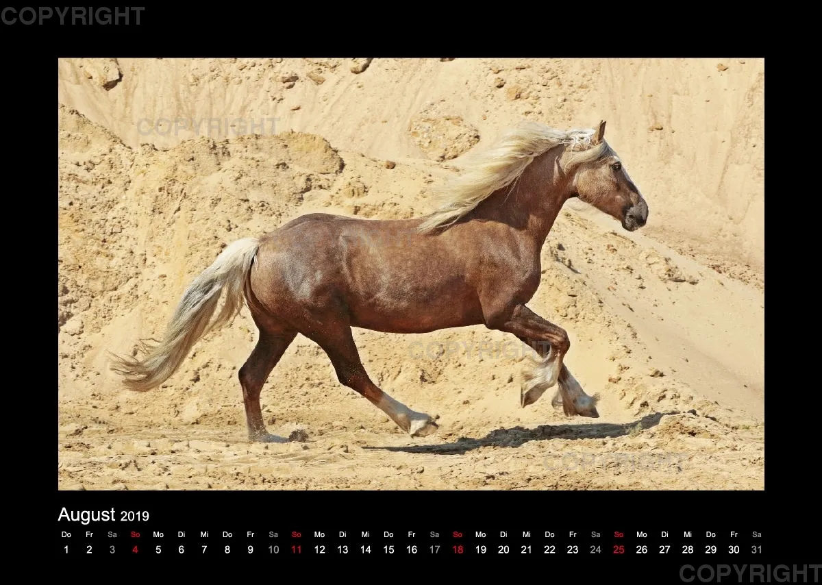 Equiner Spaß im Sand 2019