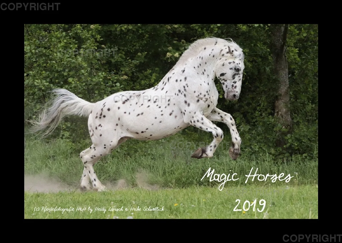 Magic Horses 2019