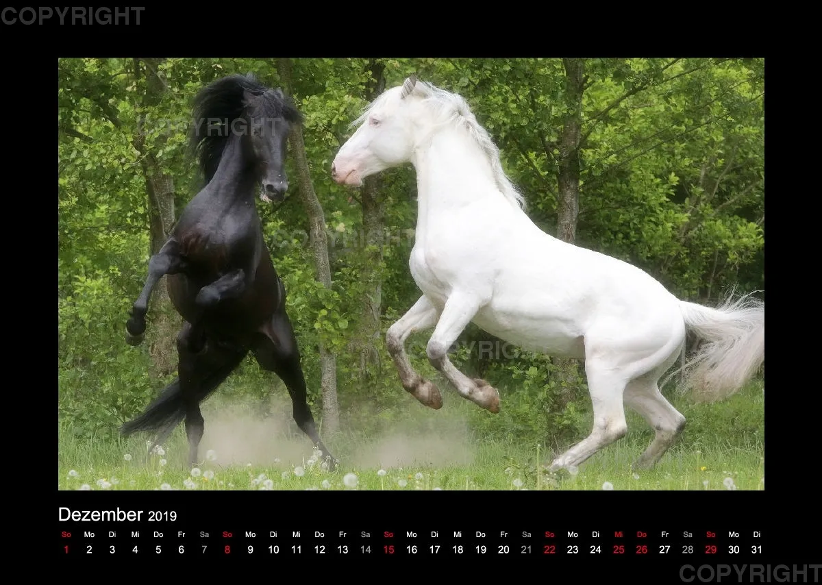 Magic Horses 2019