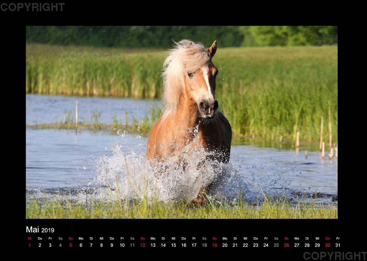 Equus et Aqua 2019 Vol.1