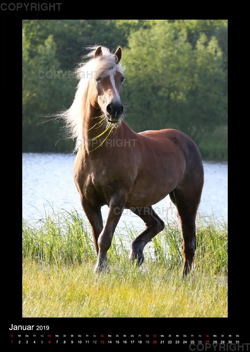 Equus et Aqua 2019 Vol.2