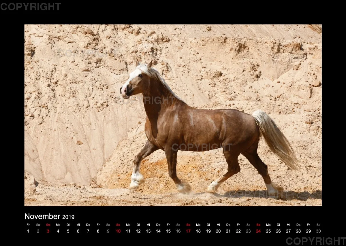 Equiner Spaß im Sand 2019