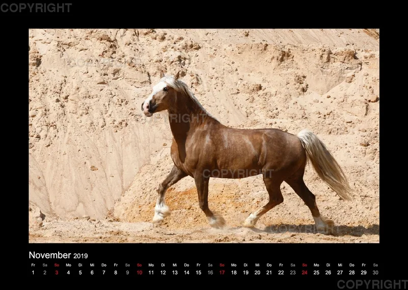 Equiner Spaß im Sand 2019