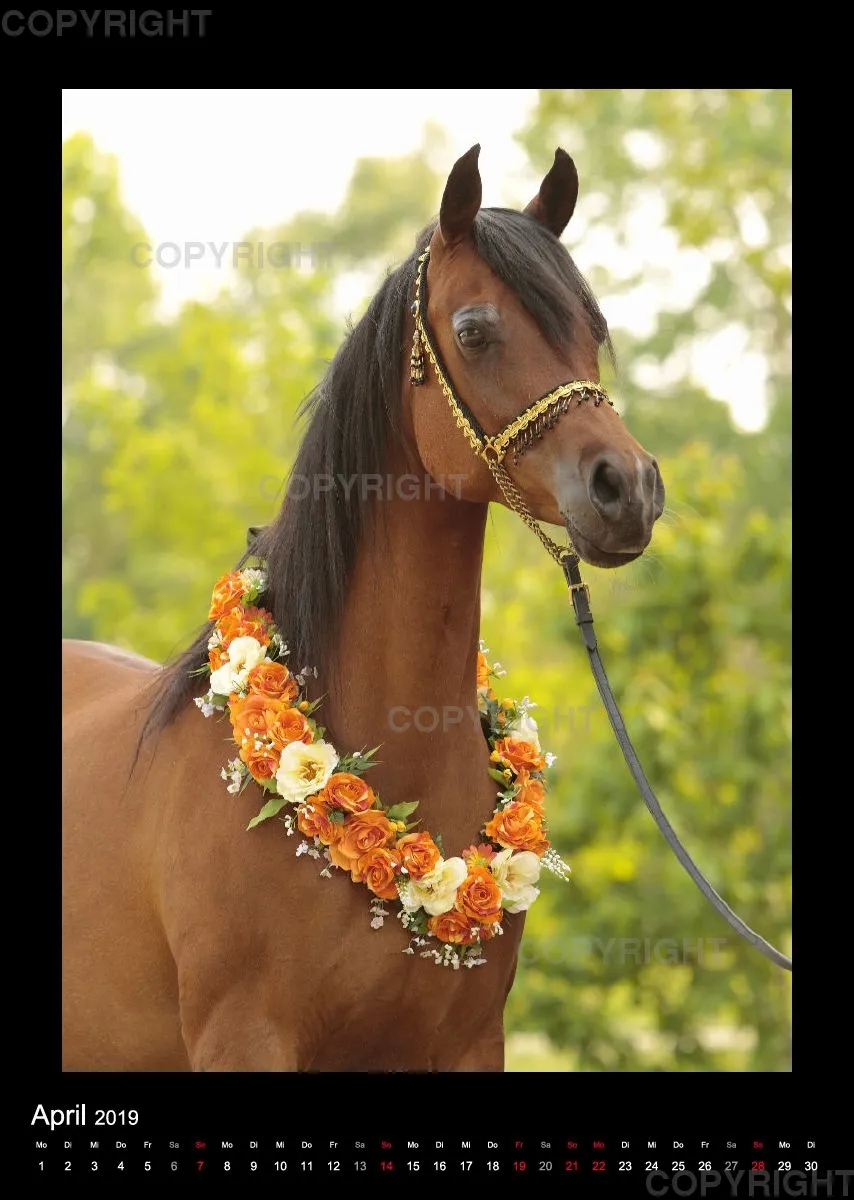 Equine Jewels 2019