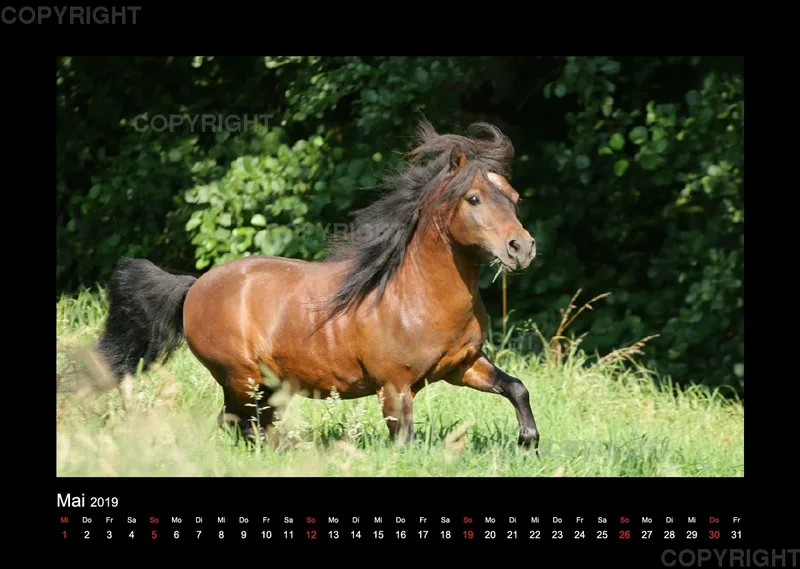 Hengste 2019