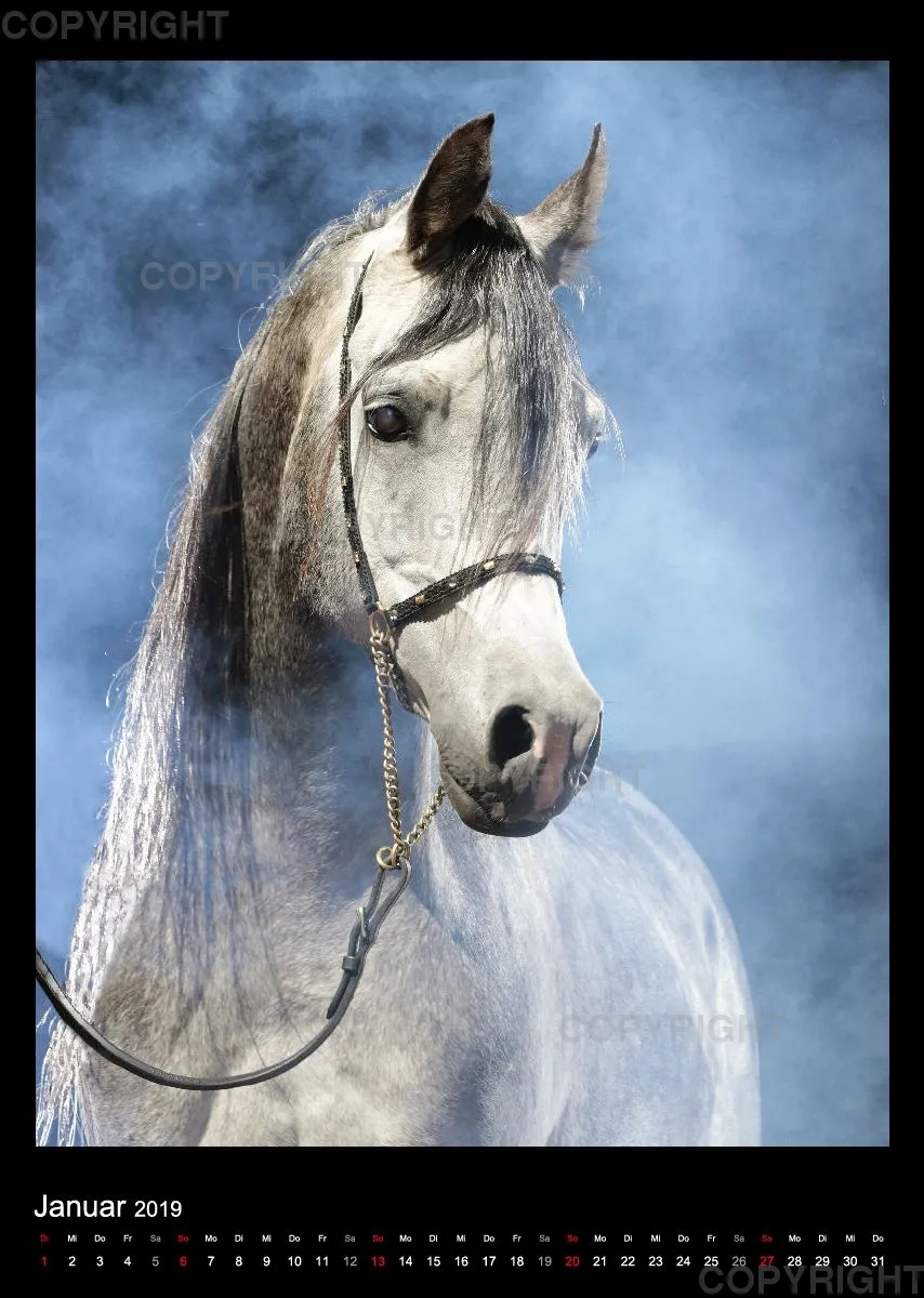 Arabian Dreams 2019 - Vol.2