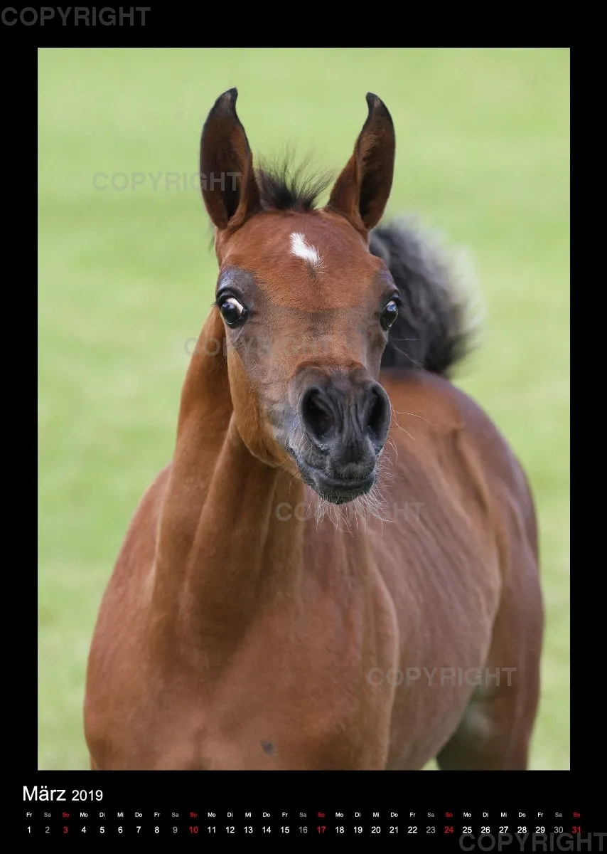 Arabian Dreams 2019 - Vol.2