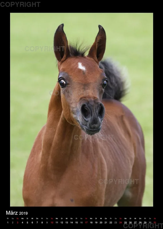 Arabian Dreams 2019 - Vol.2