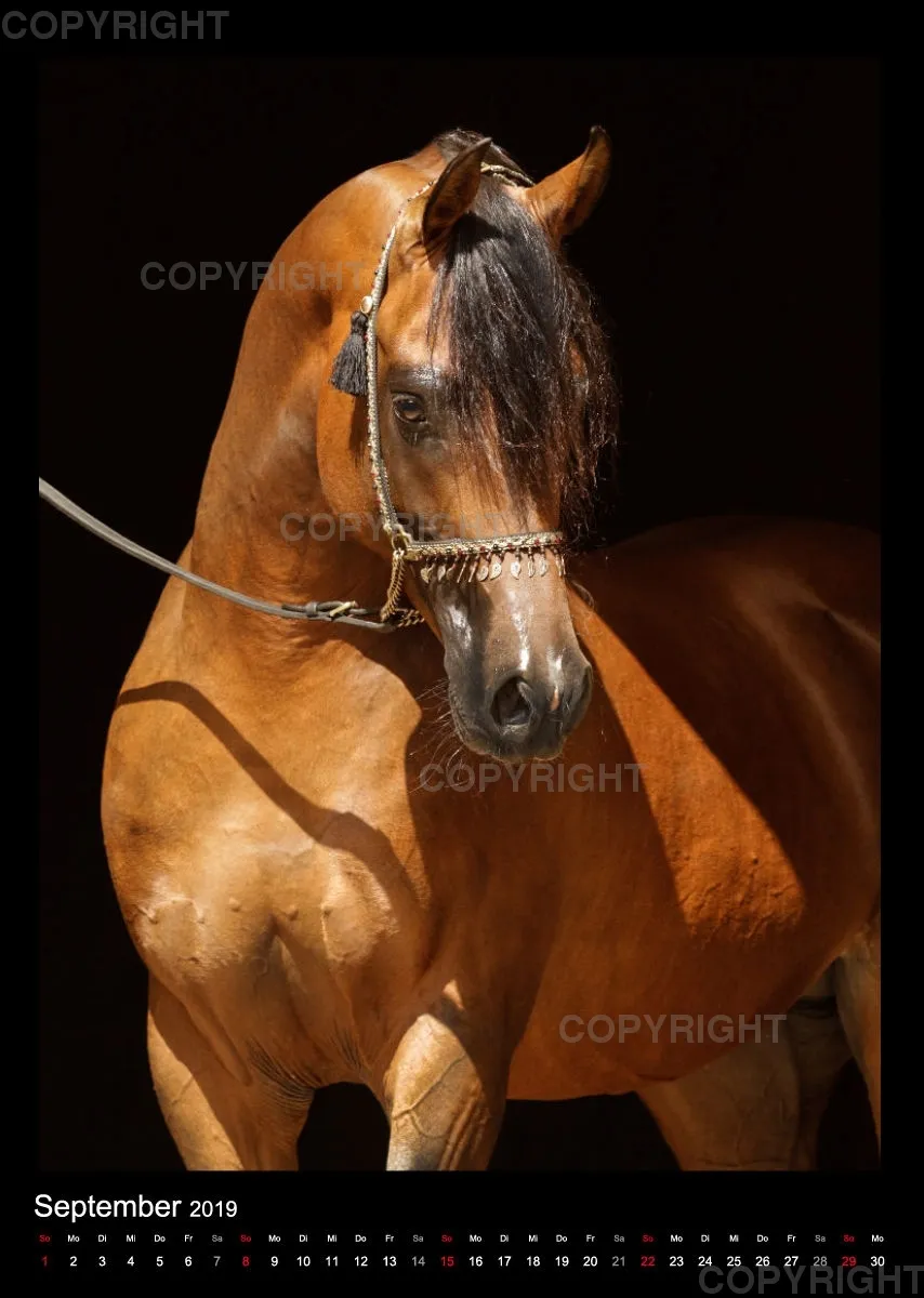 Arabian Dreams 2019 - Vol.2