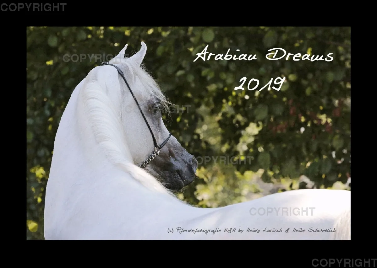 Arabian Dreams 2019 - Vol.1
